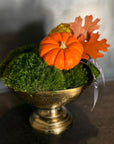 Autumn Moss