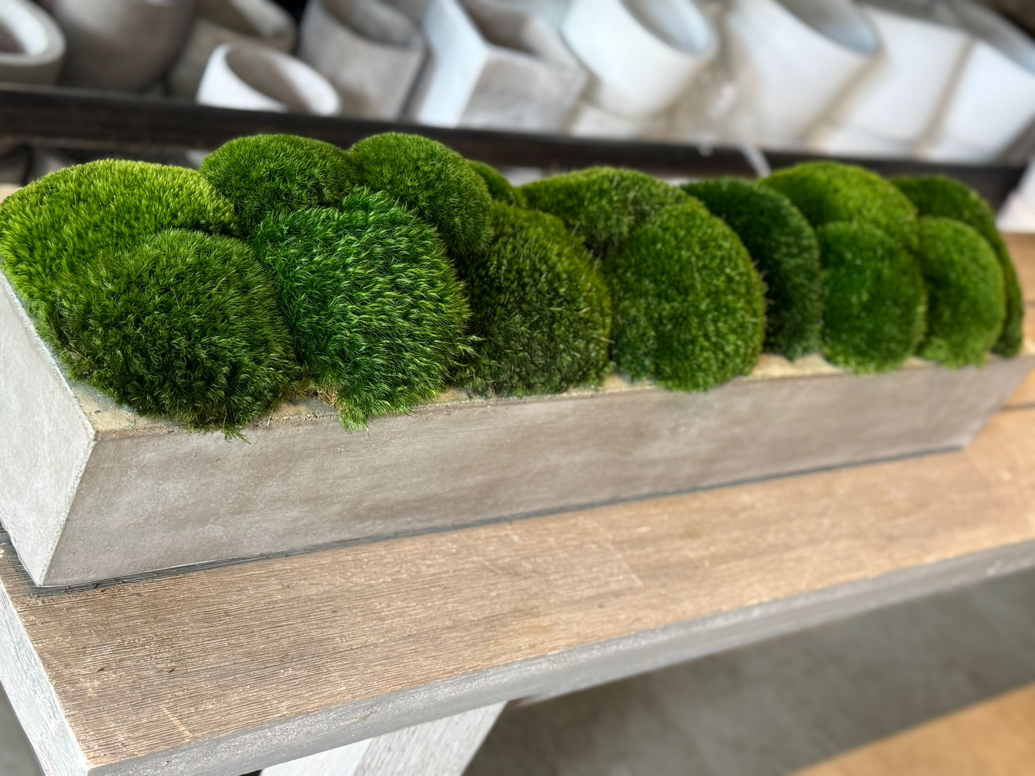 The Long Concrete Moss