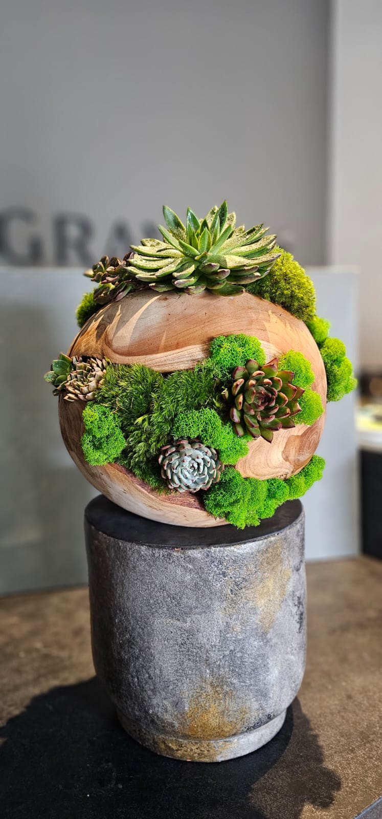 Preserved Moss Arrangement With Succulents in Wood Ball
