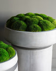 The Moss Low Bowl