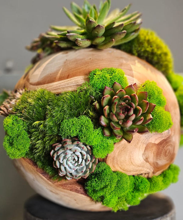 Wooden Moss Ball with Succulent
