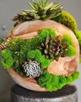 Wooden Moss Ball with Succulent