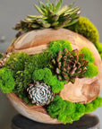 Wooden Moss Ball with Succulent