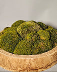 Bowl of green moss on a gray background