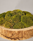 Refresh Moss & Customize Moss Arrangements