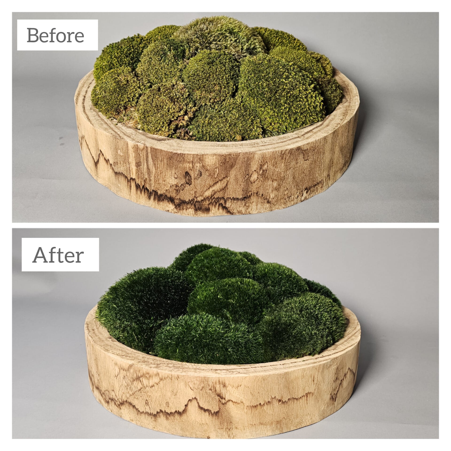 Refresh Moss & Customize Moss Arrangements