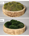 Refresh Moss & Customize Moss Arrangements