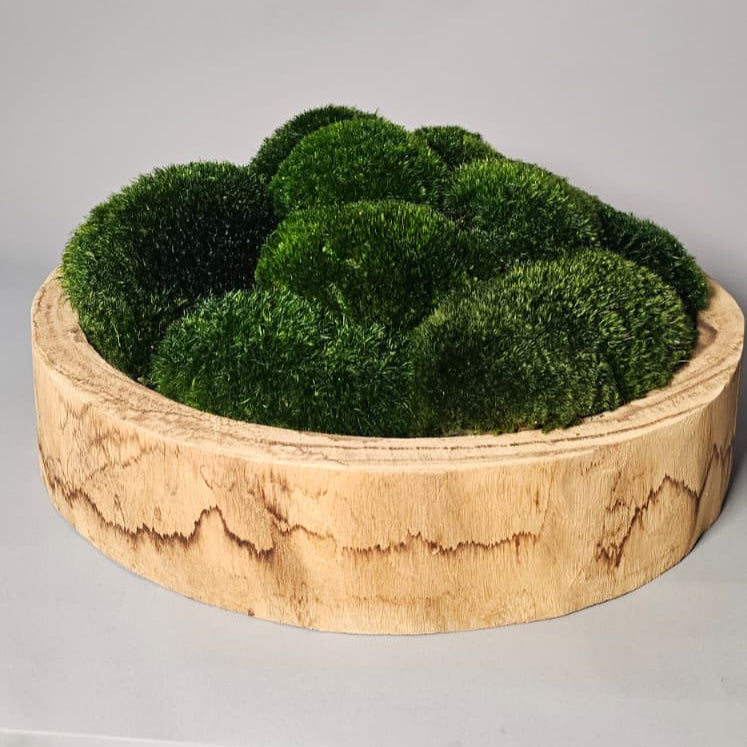 Refresh Moss & Customize Moss Arrangements