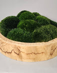 Refresh Moss & Customize Moss Arrangements