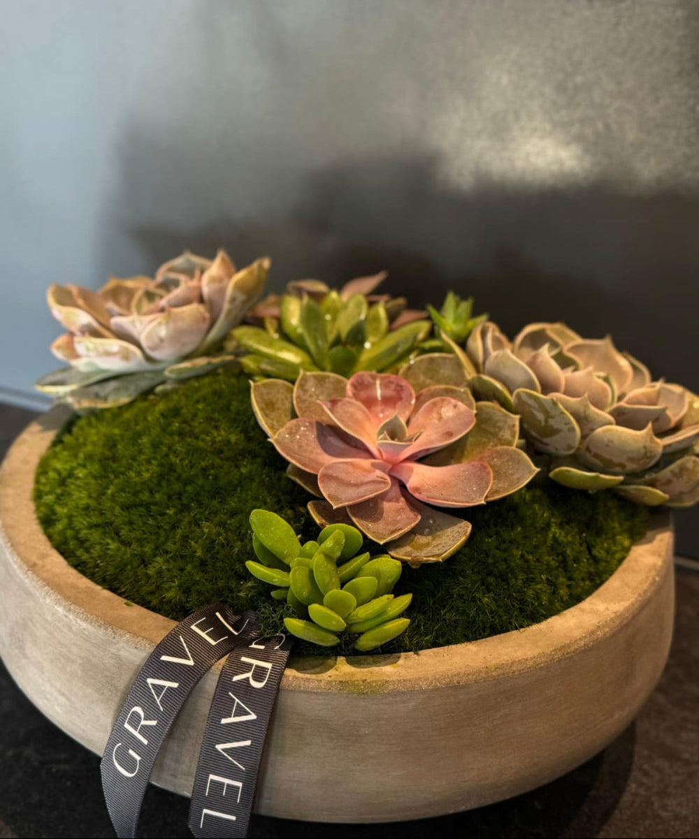 succulent gravel The Duo – GRAVEL Florals & Curiosities