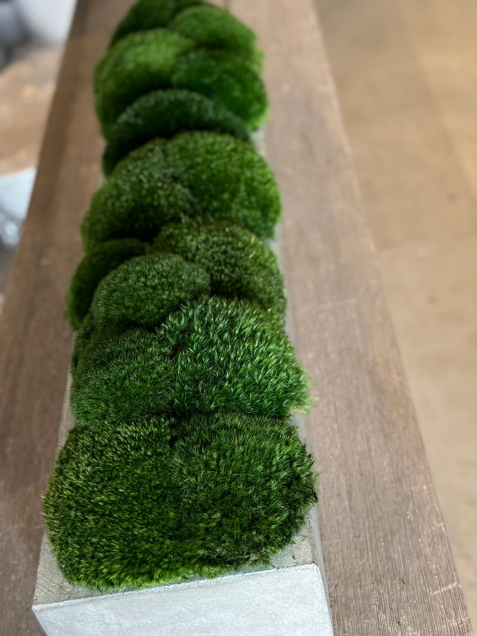 The Long Concrete Moss