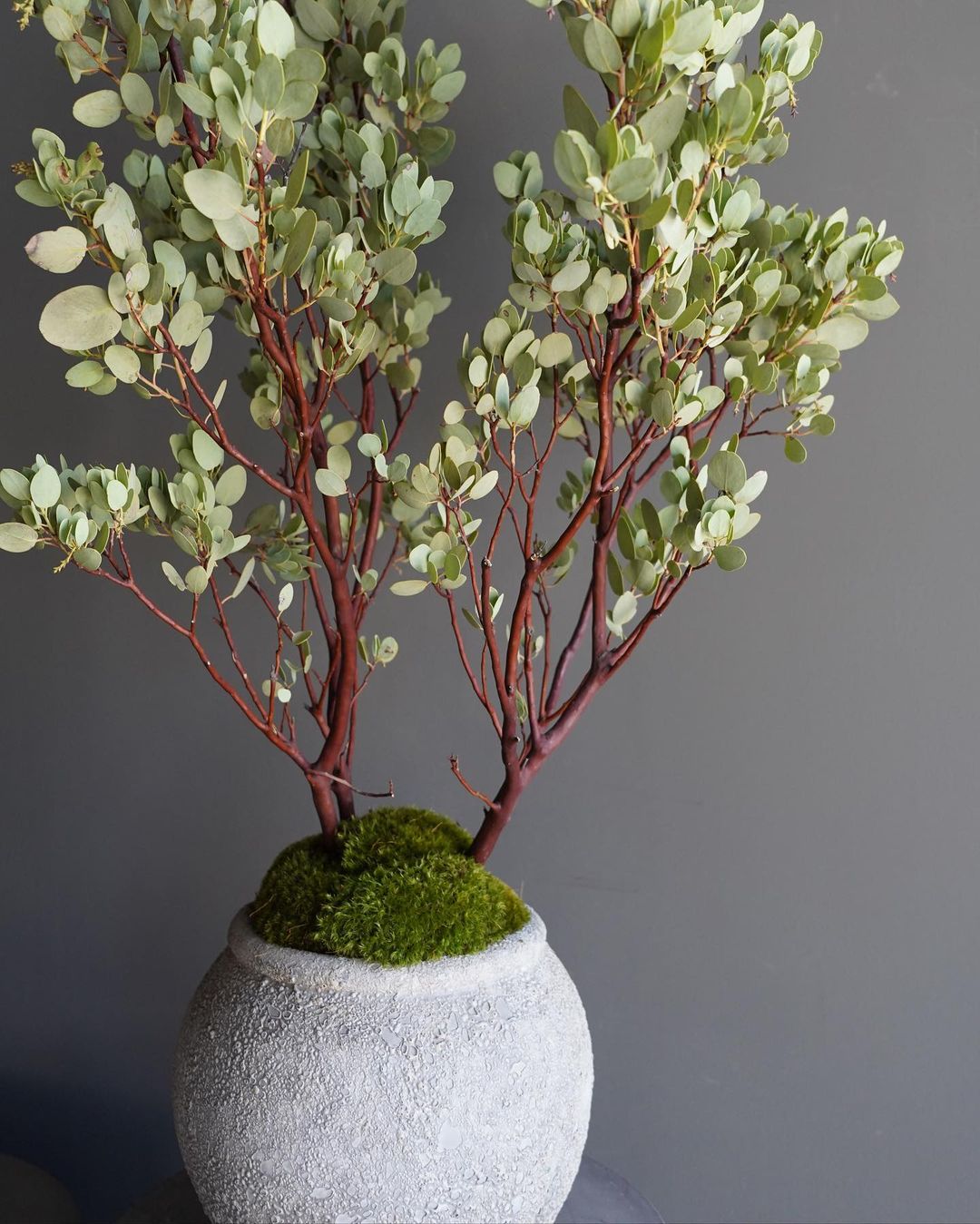 Restaurant and Bar Design- Gravel Florals and Curiosities- Gravel Glendale Florist Potted Plants