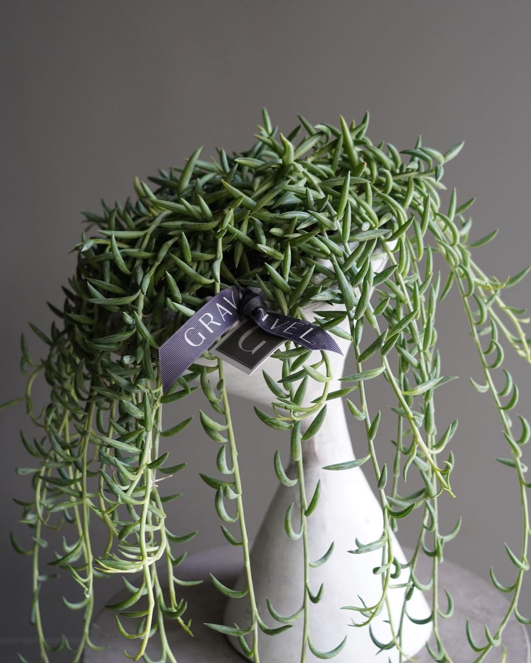 Glendale Flower and Gifts - Restaurant and Bar Design- Gravel Florals and Curiosities