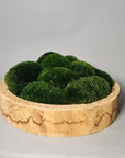 Refresh Moss & Customize Moss Arrangements