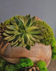 Preserved Moss Arrangement With Succulents in Wood Ball Video