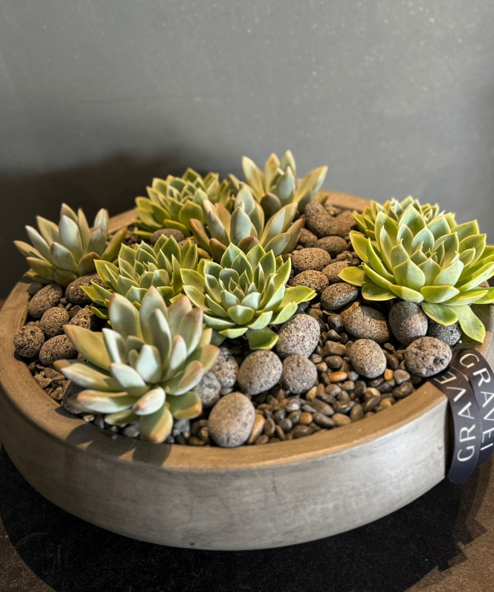 succulent gravel The Gray Classic