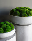 Moss Bowl — Preserved Moss in Cement Bowl