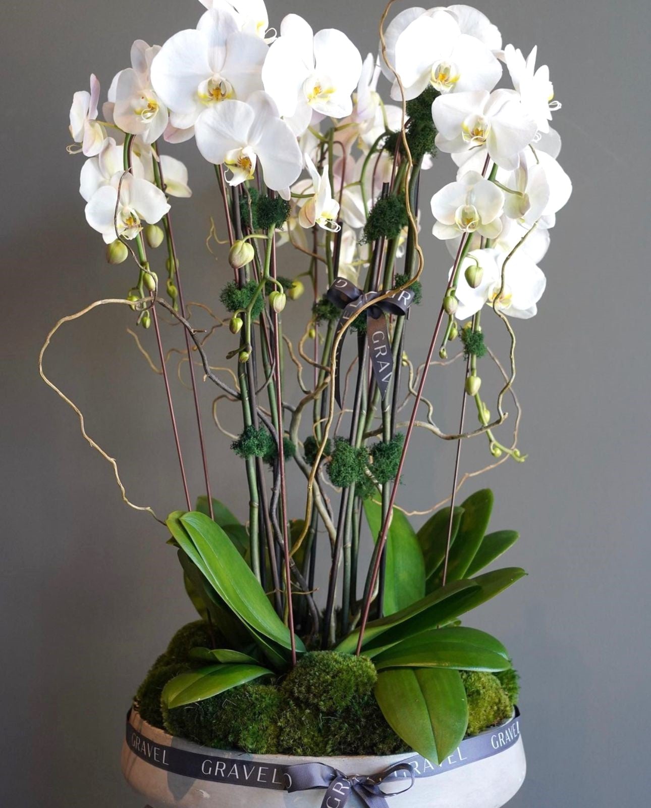 White Flowers - Orchids