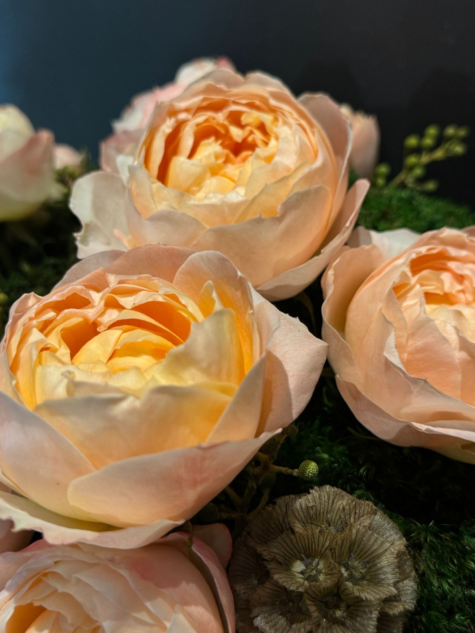 The Adeline - Peach Akito Garden Roses and Preserved Moss Flower Arrangement