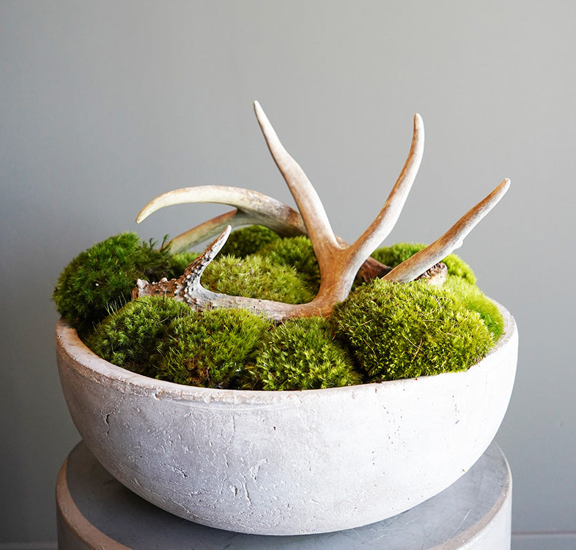 Antler Moss in Concrete Bowl