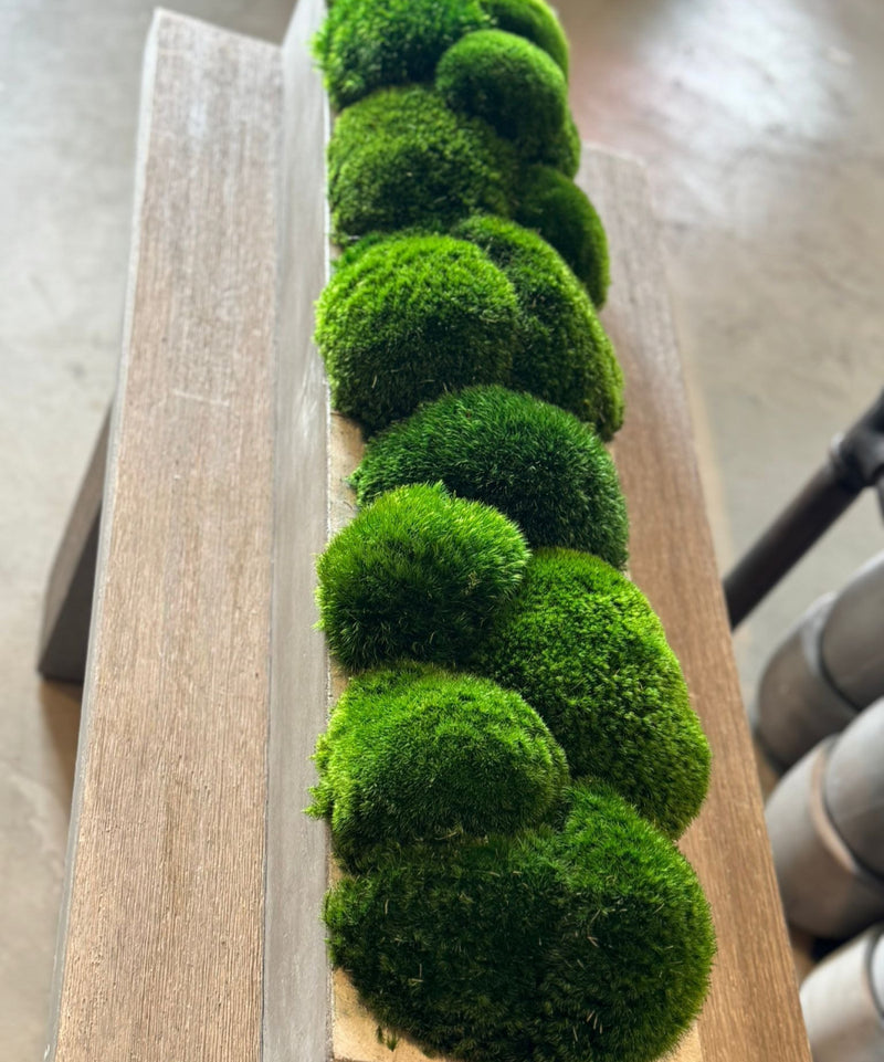 The Long Concrete Moss