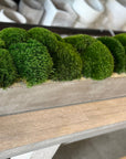 The Long Concrete Moss
