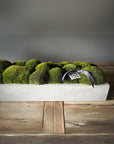The Long Concrete Moss