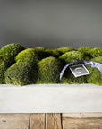 The Long Concrete Moss