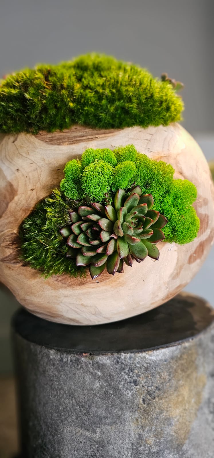 Preserved Moss Arrangement With Succulents in Wood Ball