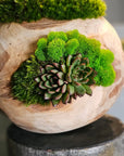 Preserved Moss Arrangement With Succulents in Wood Ball