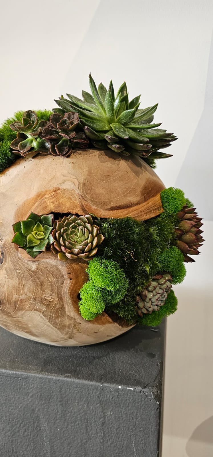 Preserved Moss Arrangement With Succulents in Wood Ball