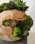 Preserved Moss Arrangement With Succulents in Wood Ball