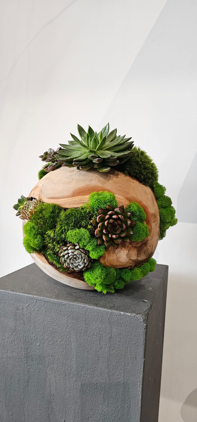 Preserved Moss Arrangement With Succulents in Wood Ball