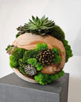 Preserved Moss Arrangement With Succulents in Wood Ball