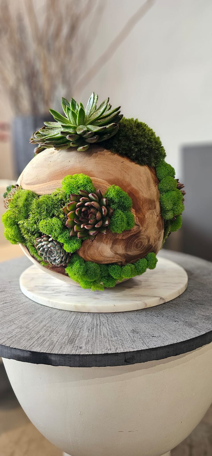 Preserved Moss Arrangement With Succulents in Wood Ball