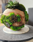 Preserved Moss Arrangement With Succulents in Wood Ball