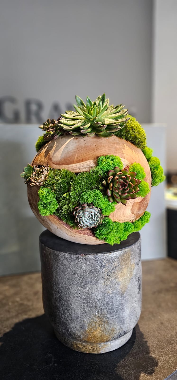 Preserved Moss Arrangement With Succulents in Wood Ball