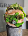 Preserved Moss Arrangement With Succulents in Wood Ball