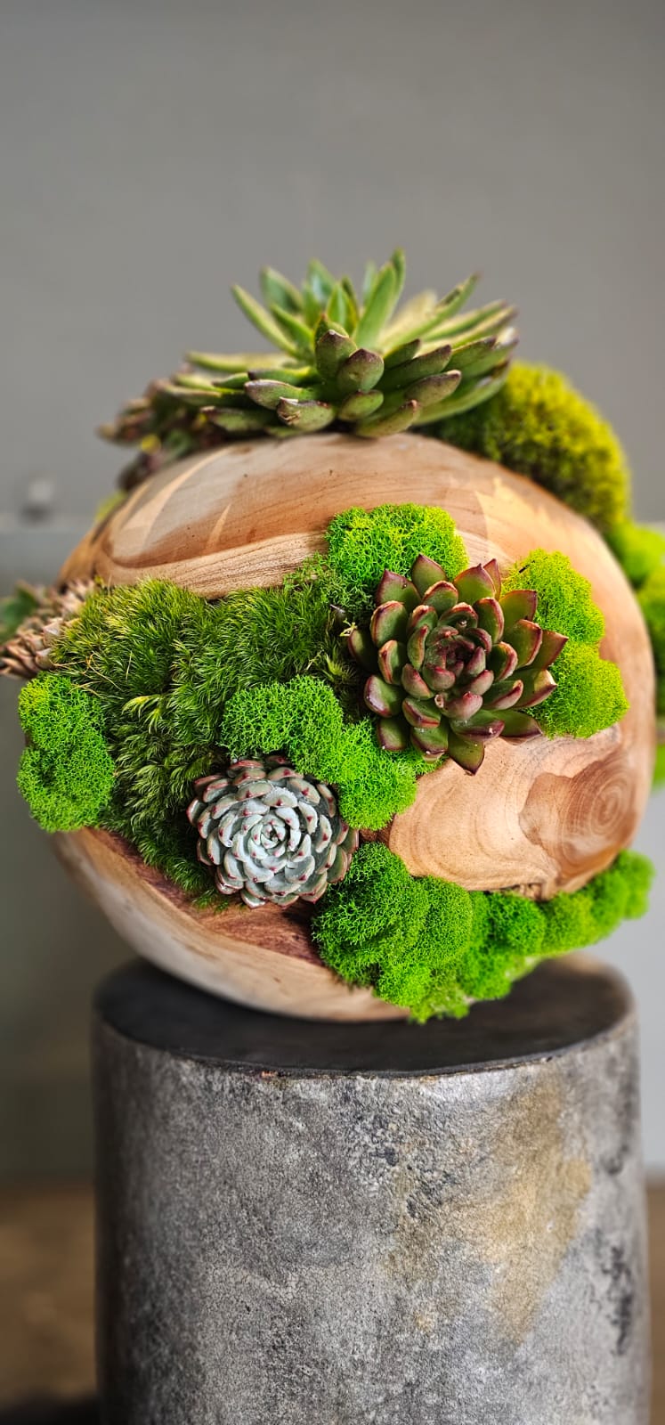 Preserved Moss Arrangement With Succulents in Wood Ball