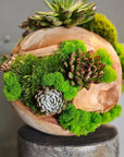 Preserved Moss Arrangement With Succulents in Wood Ball