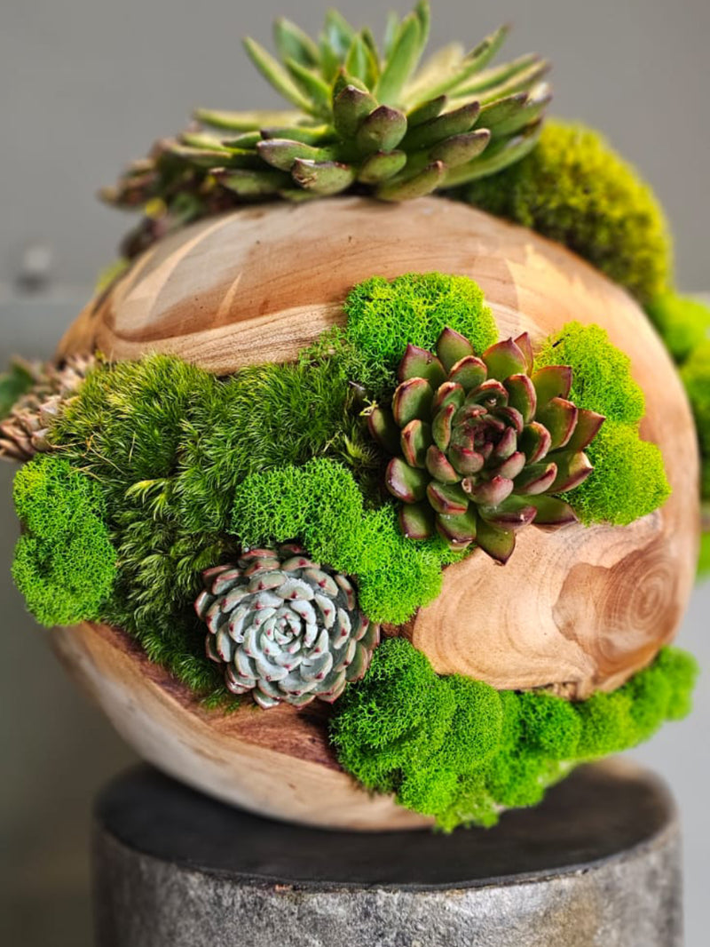 Wooden Moss Ball with Succulent