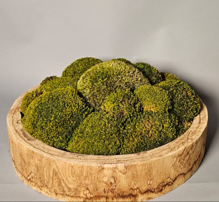 Bowl of green moss on a gray background