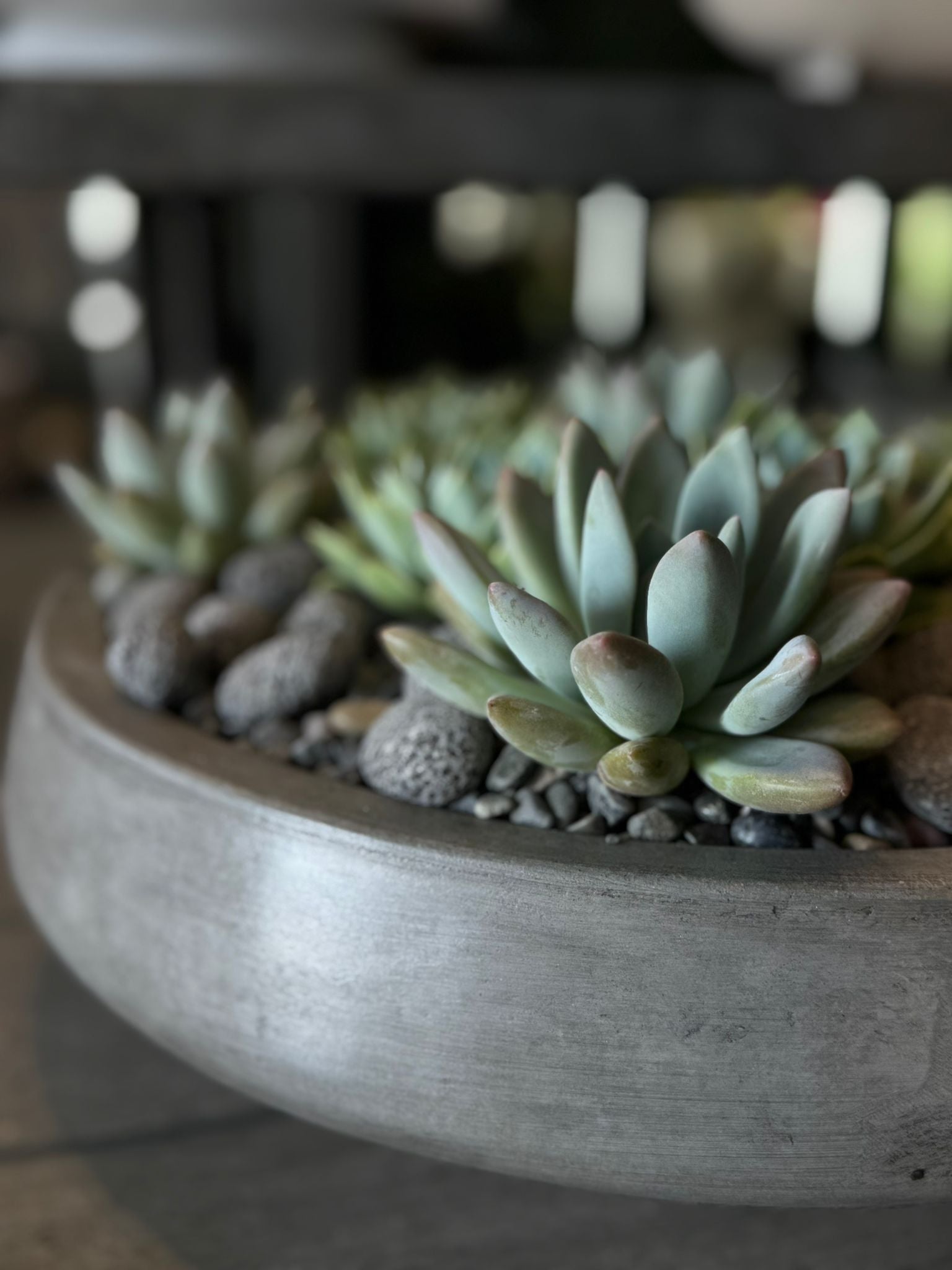 The Gray Classic