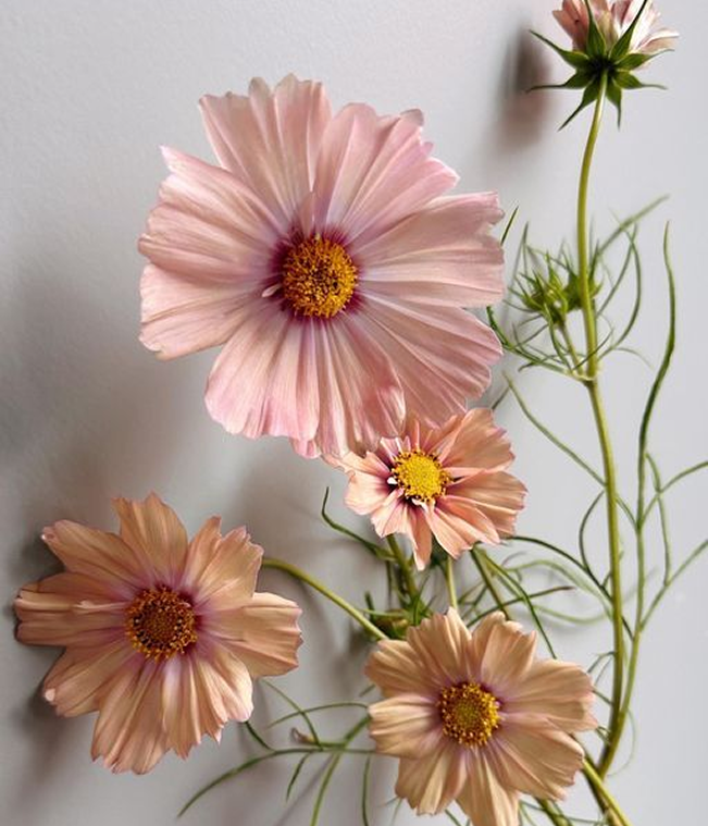 Flower Image
