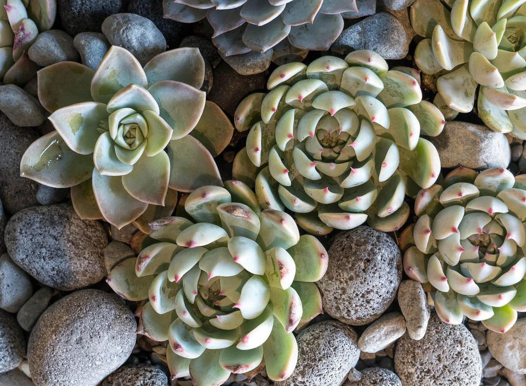 Gravel Florals and Curiosities Purveyor of Timeless Elegance GRAVEL