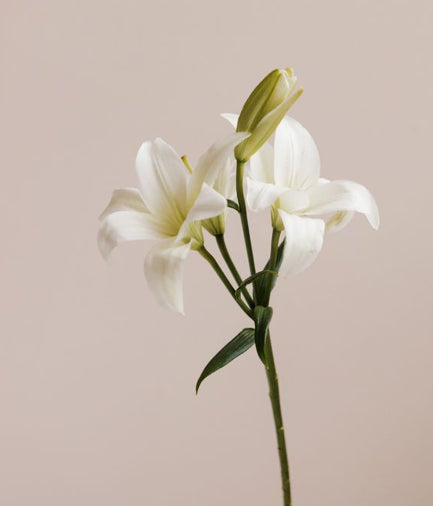 Flower Image