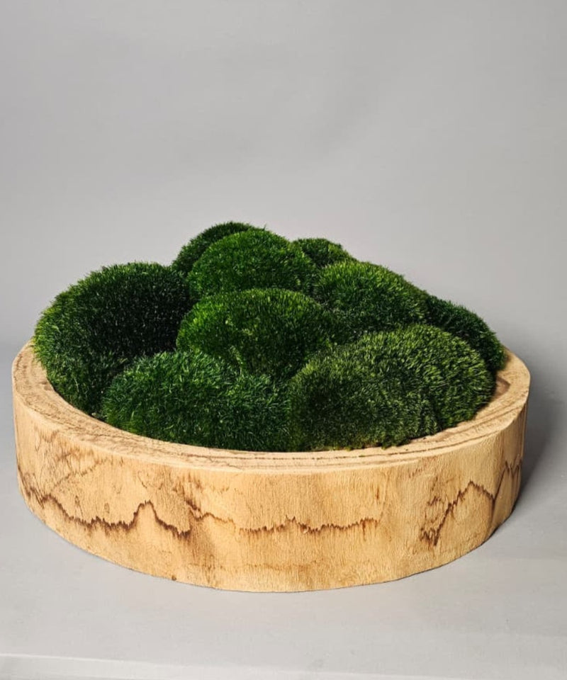 Refresh Moss & Customize Moss Arrangements