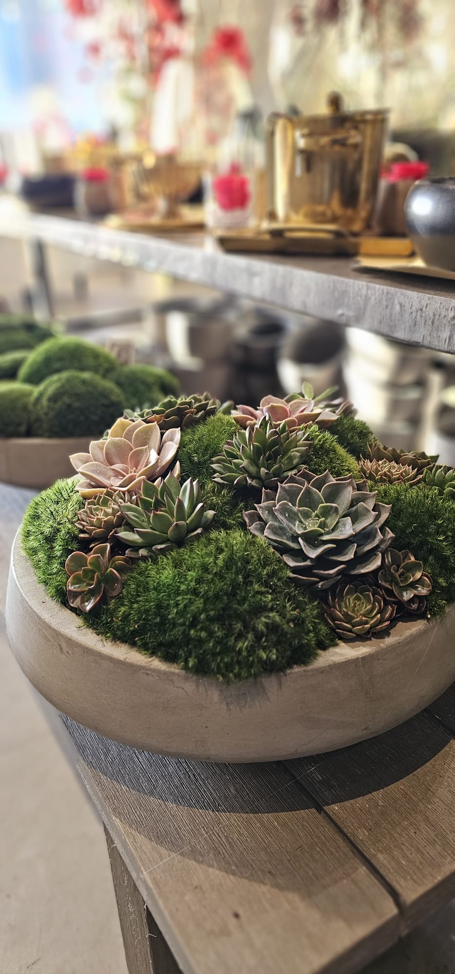 Preserved Moss Arrangement With Small and Large Succulents in Grey Round Cement Newport 