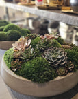 Preserved Moss Arrangement With Small and Large Succulents in Grey Round Cement Newport 