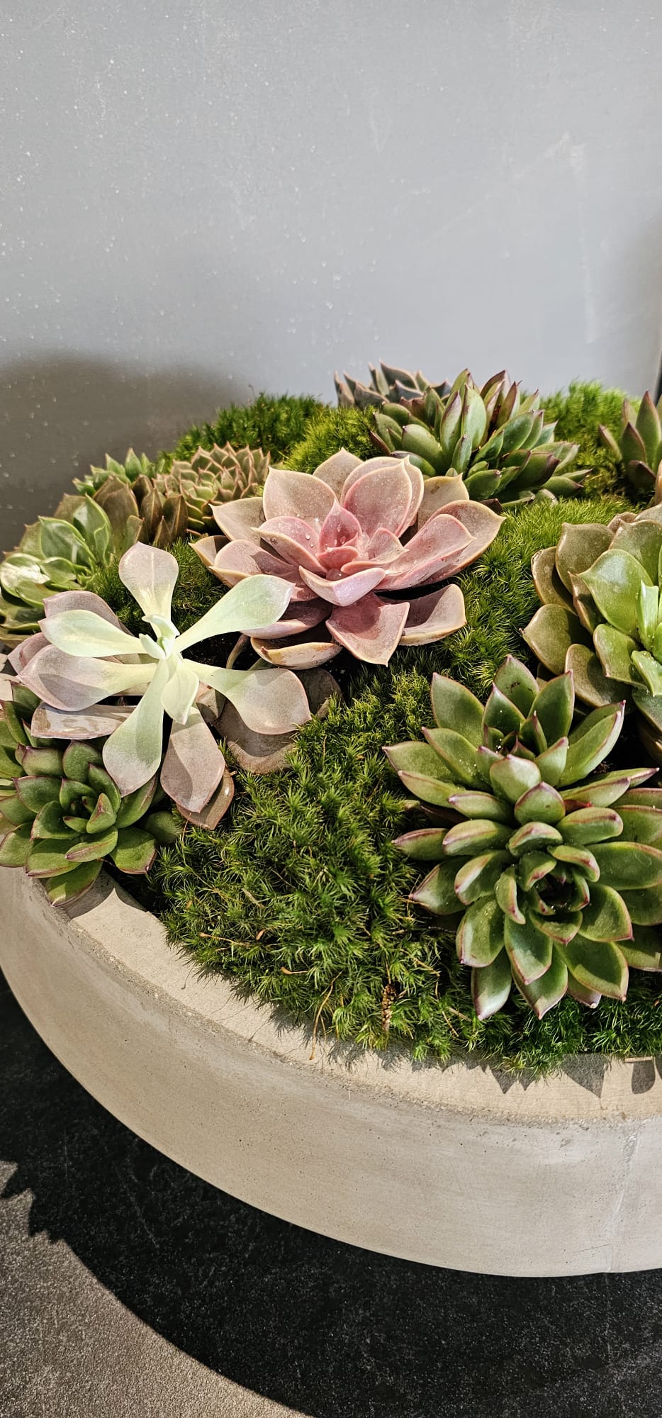 Preserved Moss Arrangement With Small and Large Succulents in Grey Round Cement Newport 